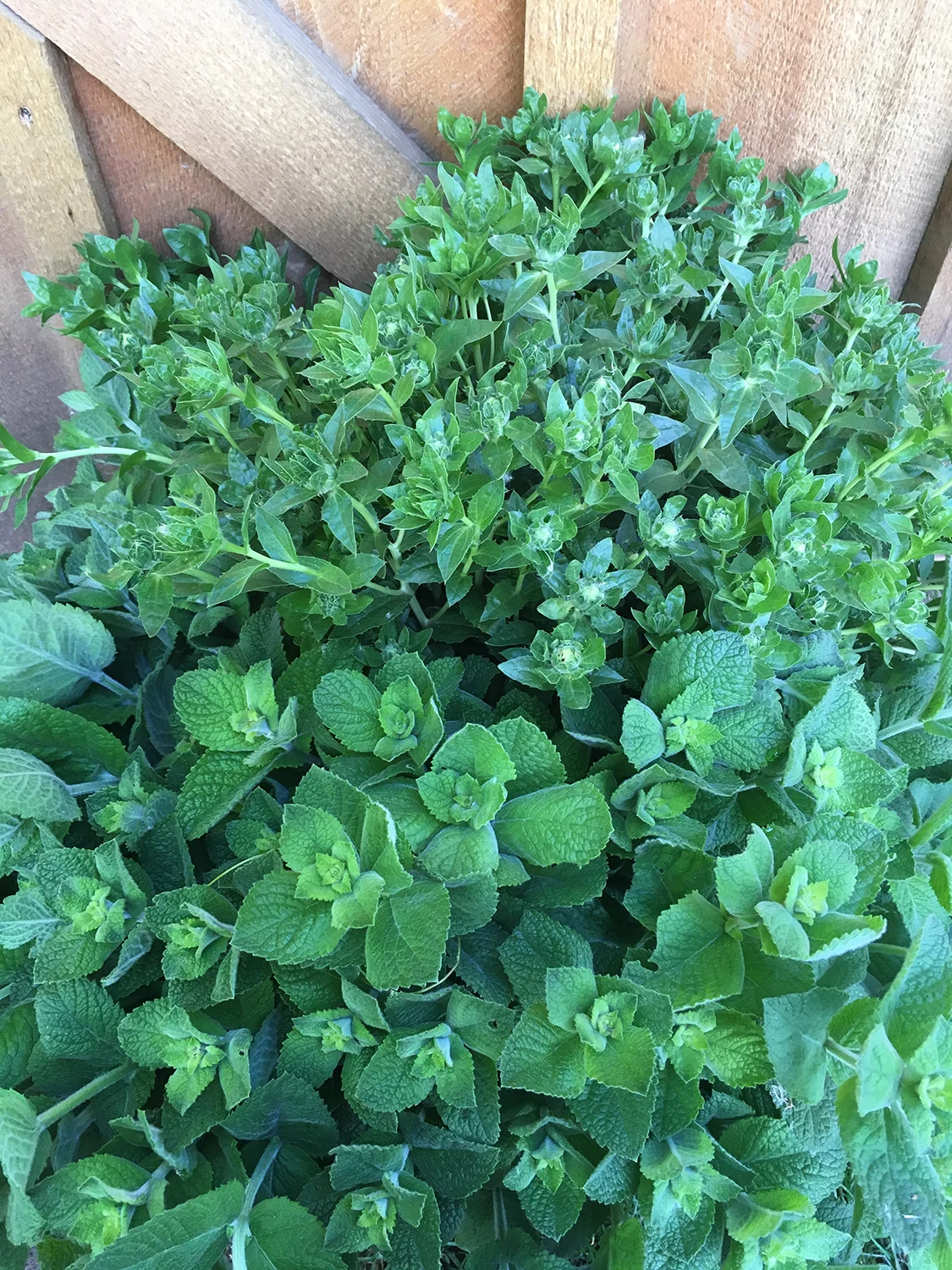 Safflower foliage, behind the equally wonderful apple mint.