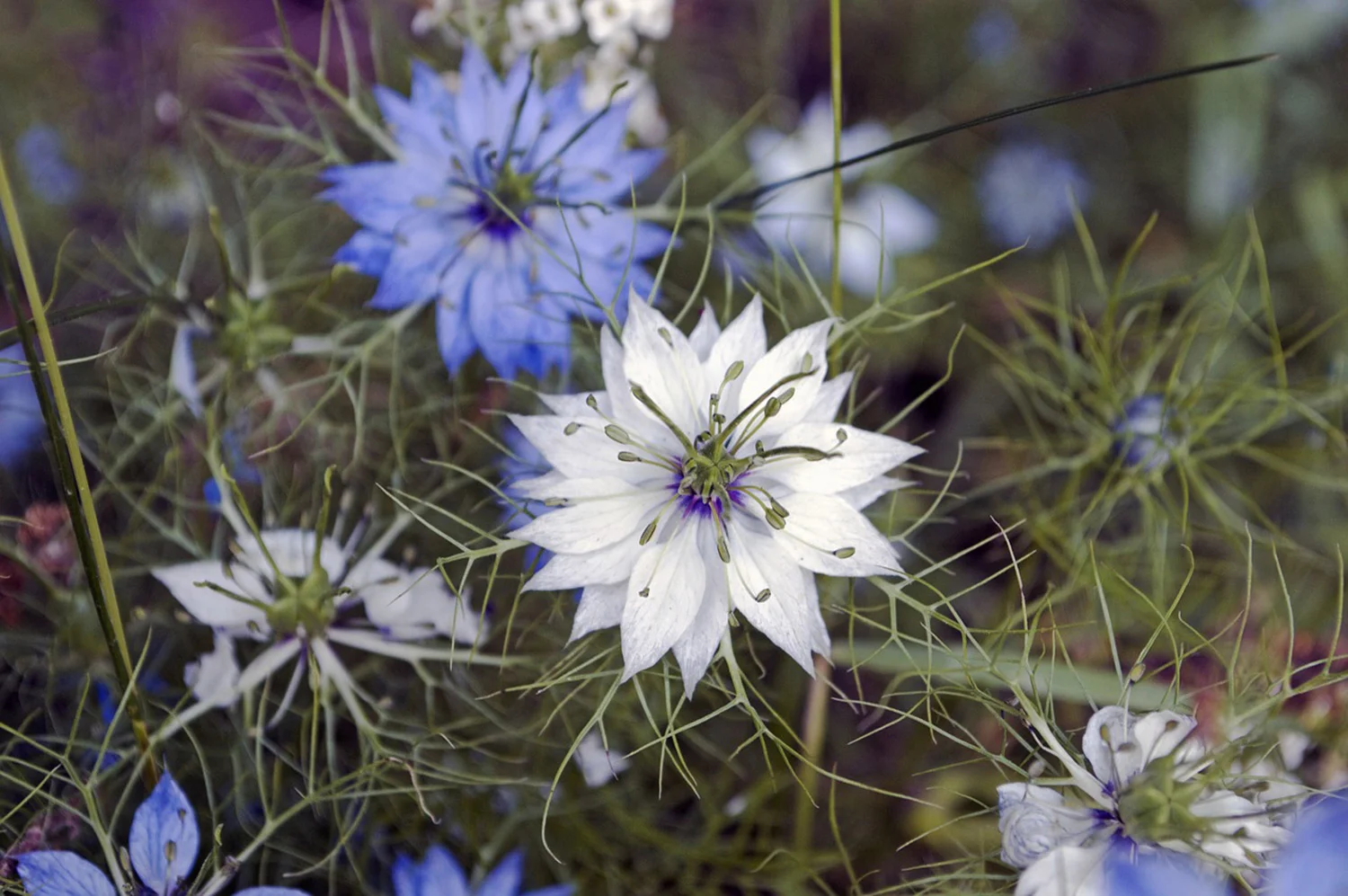 Nigella, Nigella damascena , ‘Moody Blues’: GeoSeed promises 30” stems on this cultivar, with multiple shades of blue on one plant. We’ll see, but I’d love something in blue to match the splendor and stem-length of my favorite white variety, ‘Cramer’s Plum Loco’. Seeds from Geo.