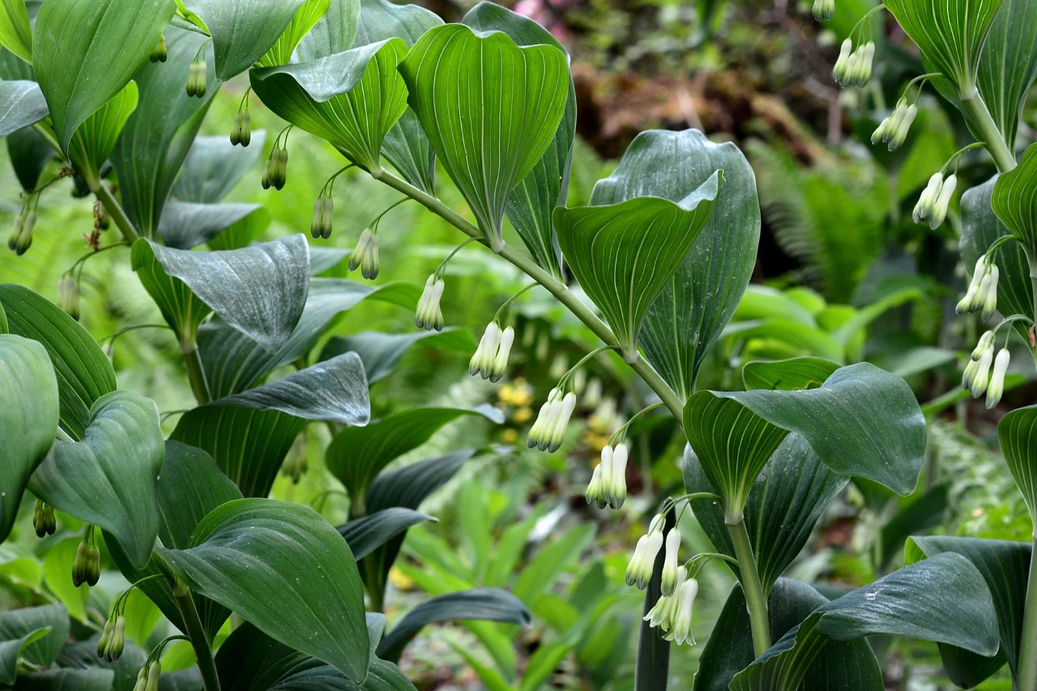 Solomon’s Seal, Polygonatum odoratum , ‘Ruby Slippers’, ‘Variegatum’ : Another one I saw in Farmer Bailey’s perennials site . Who wouldn’t kill for a beautiful perennial foliage like this, both clear green and variegated? Bailey says, “I am unreasonably excited about Polygonatum. It's a long lasting and reliable foliage, tough as nails, and thrives in shade. Once established, you'll cut on it for years. They do produce graceful white flowers that hang below the foliage, but the foliage is the star. Teach your florists about this crop and you will sell every stem for years.”