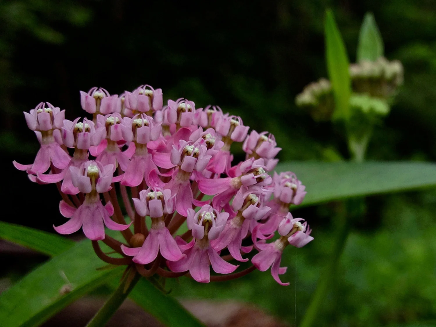Swamp Milkweed, Asclepias incarnata , ‘Ice Ballet’, ‘Soulmate’ : While researching showy milkweed, I came across this little treasure, which appears in a pure white and this delicate lavender-pink. As it turns out, there are TONS of different milkweed species, each beautiful in its own way. Seeds from Geo , Select Seeds , American Meadows.