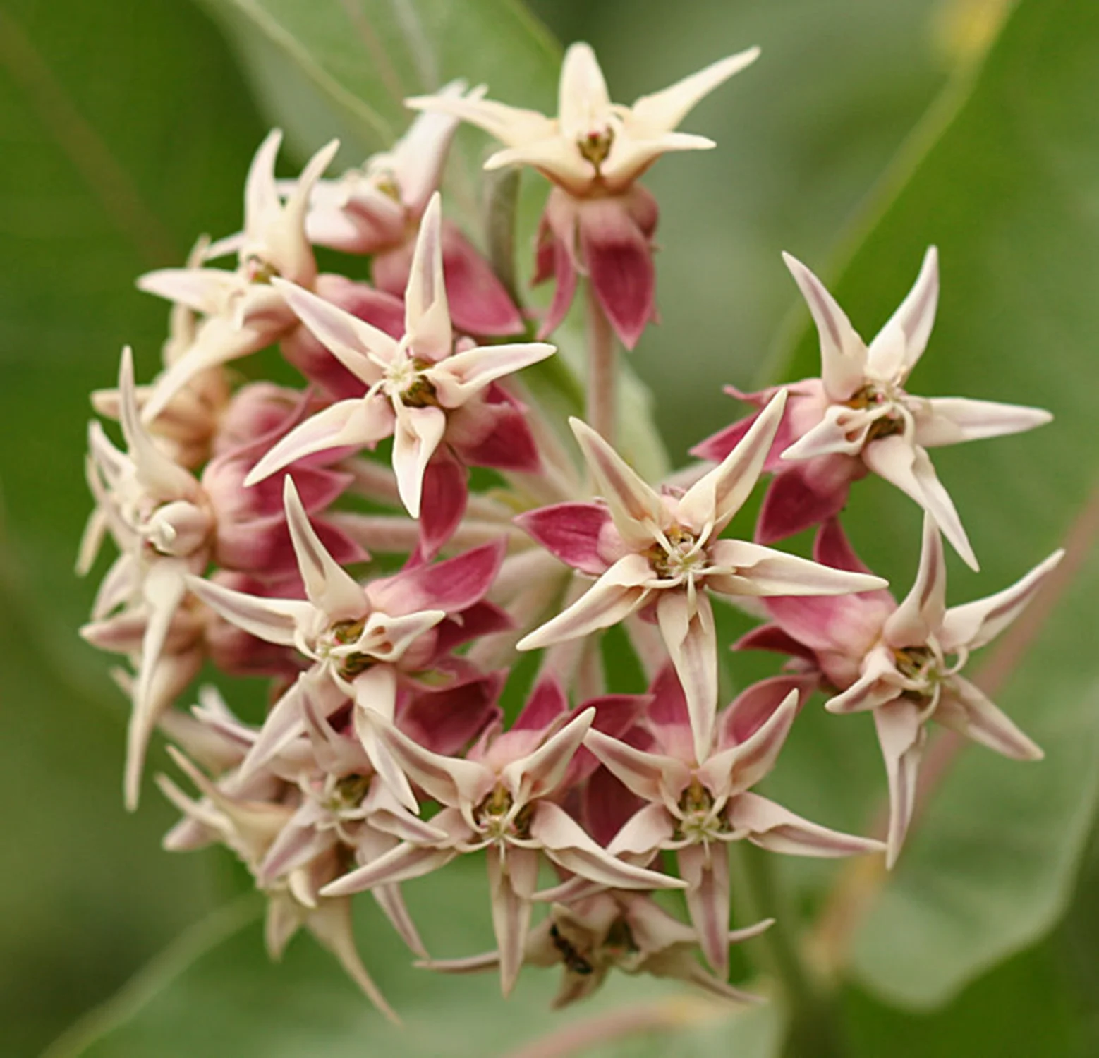 Showy Milkweed, Asclepias speciosa : This stunning flower, and the seed pods that follow, have always struck me as impossibly beautiful; they remind me of childhood days spent blowing the fluffy seed parachutes out of the pod. You can cut the single florets off for use on wearables like crowns and corsages, or add an entire stem for a huge textural impact. The seed pods are architectural and unexpected, and the perfect addition to winter-season everlasting bouquets or wreaths. Plus, of course, they’r Monarch butterfly habitat! I can’t wait to grow them on purpose. Seeds from Geo and many other sources.