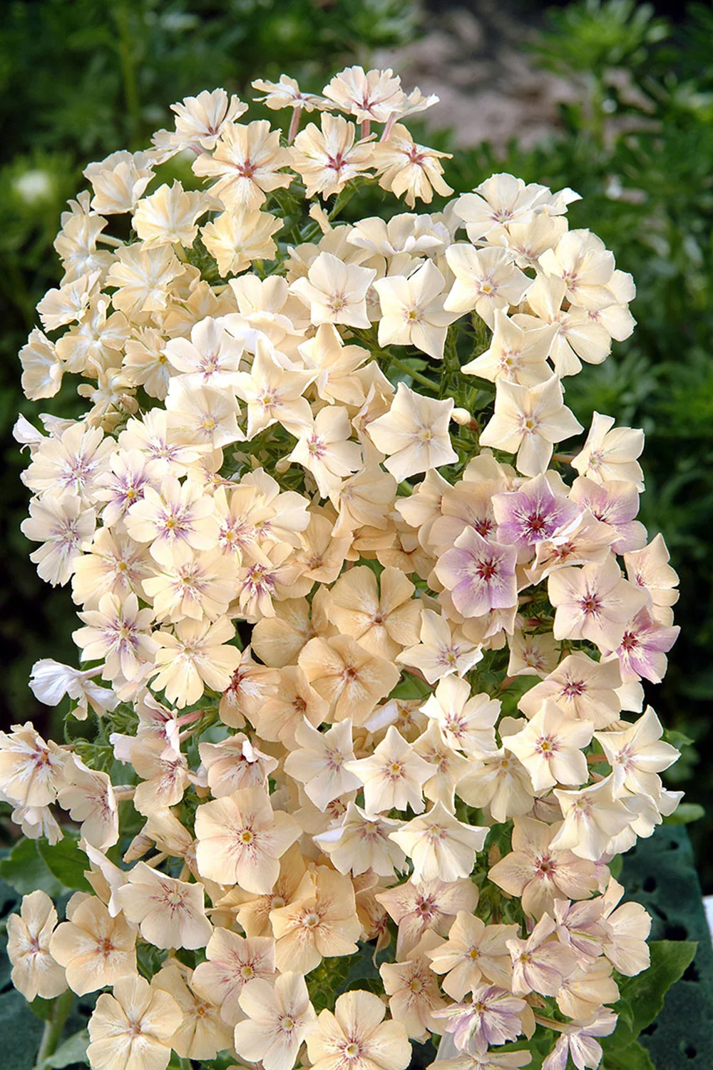 Annual Phlox, Phlox drummondii , ‘Créme Brulee’, ‘Whipped Cream’: So pleased to see these new colors of phlox! Though phlox is one of those crops that can be frustrating, when it won’t germinate or when it starts flowering on teeny tiny little stems, when it’s good, it’s great. One of those fantastic fluttery blooms that make everything seem more delicate and feminine. It’s nice to see a pure white phlox, and then this brown/cafe au lait color. ‘Cherry Caramel’ and ‘Blushing Bride’ are still excellent choices as well. Seeds from Floret and Select Seeds.