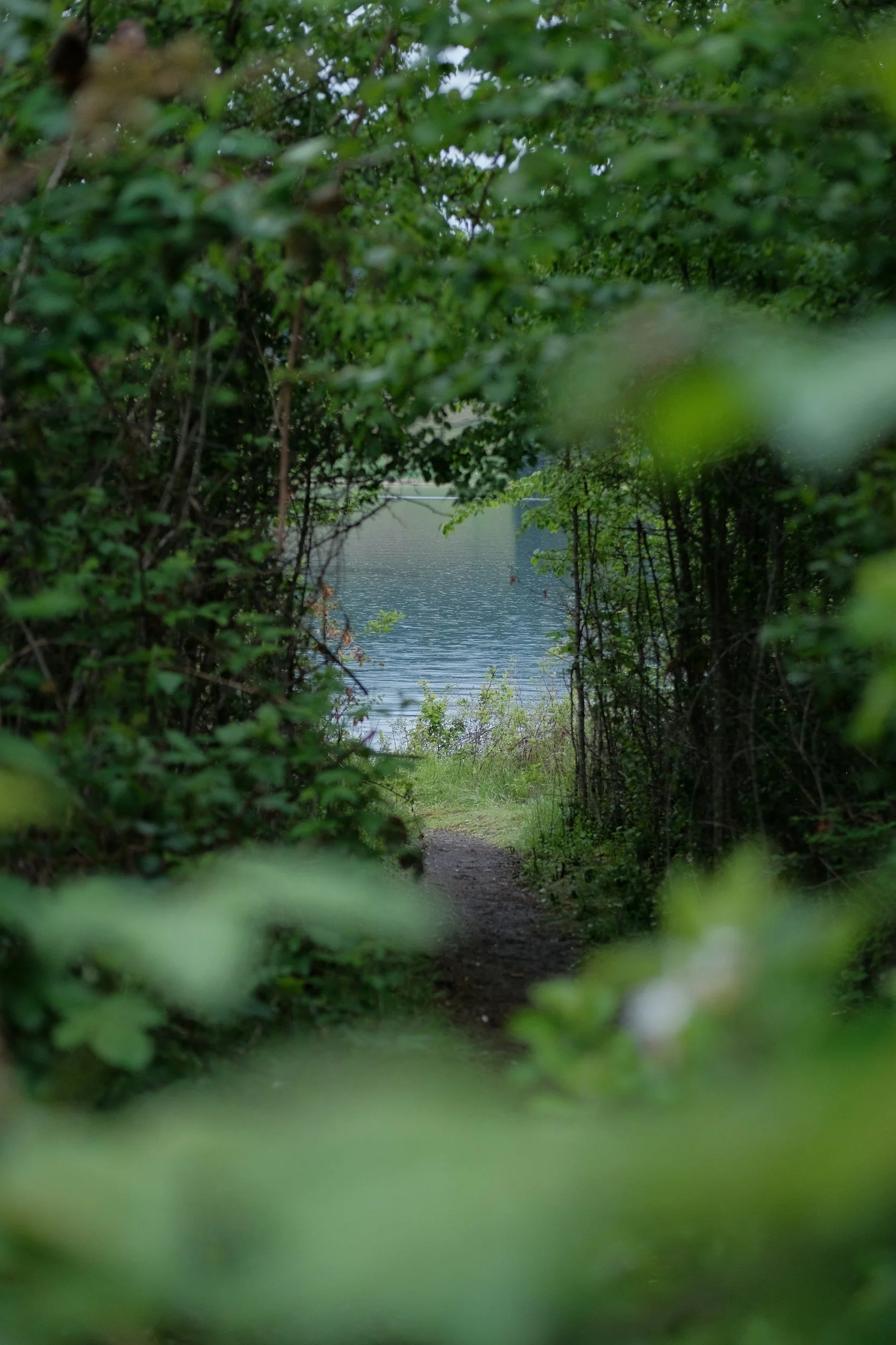 A narrow dirt path through dense green foliage leading to a body of water, seen through a natural frame of leaves and branches.