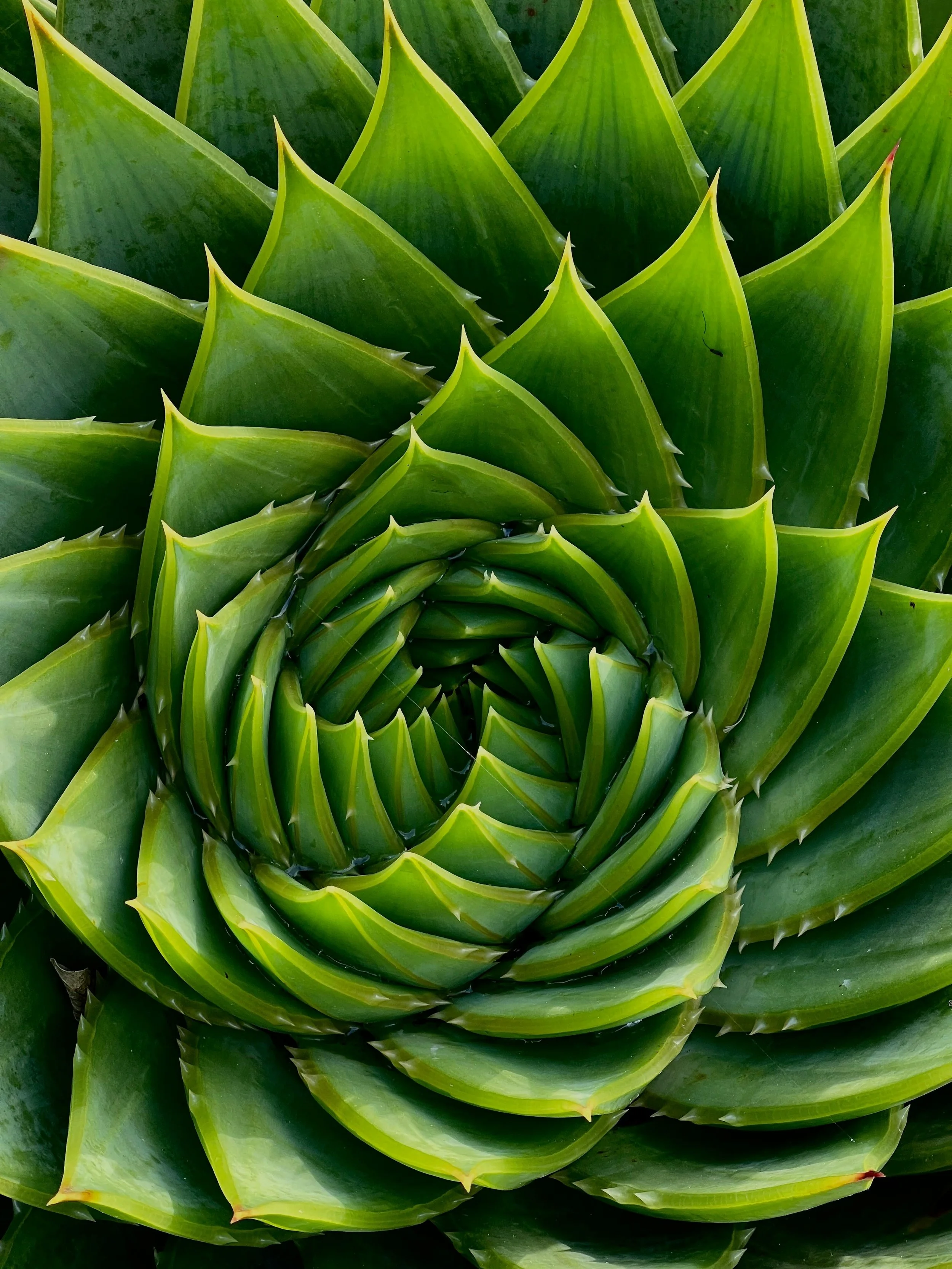 Close-up of a green succulent plant with thick, pointed leaves arranged in a spiral pattern showing sacred geometry.