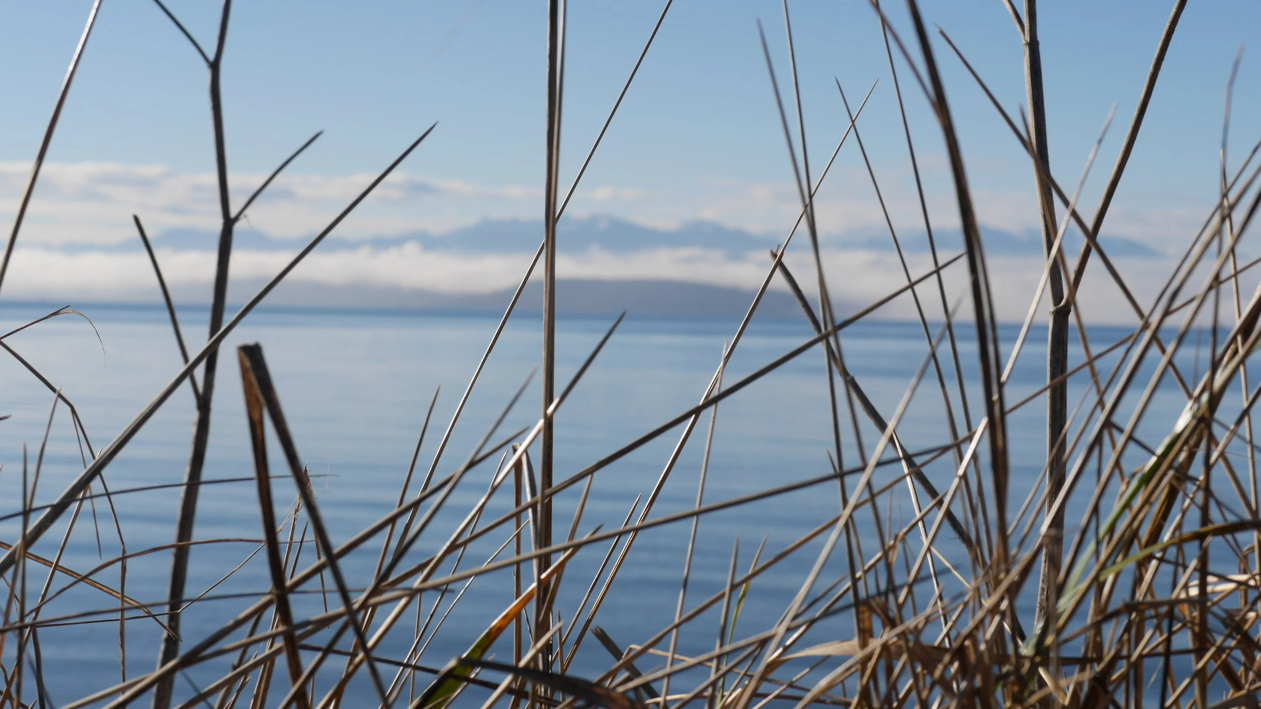 P1000417 depth of field grass.JPG