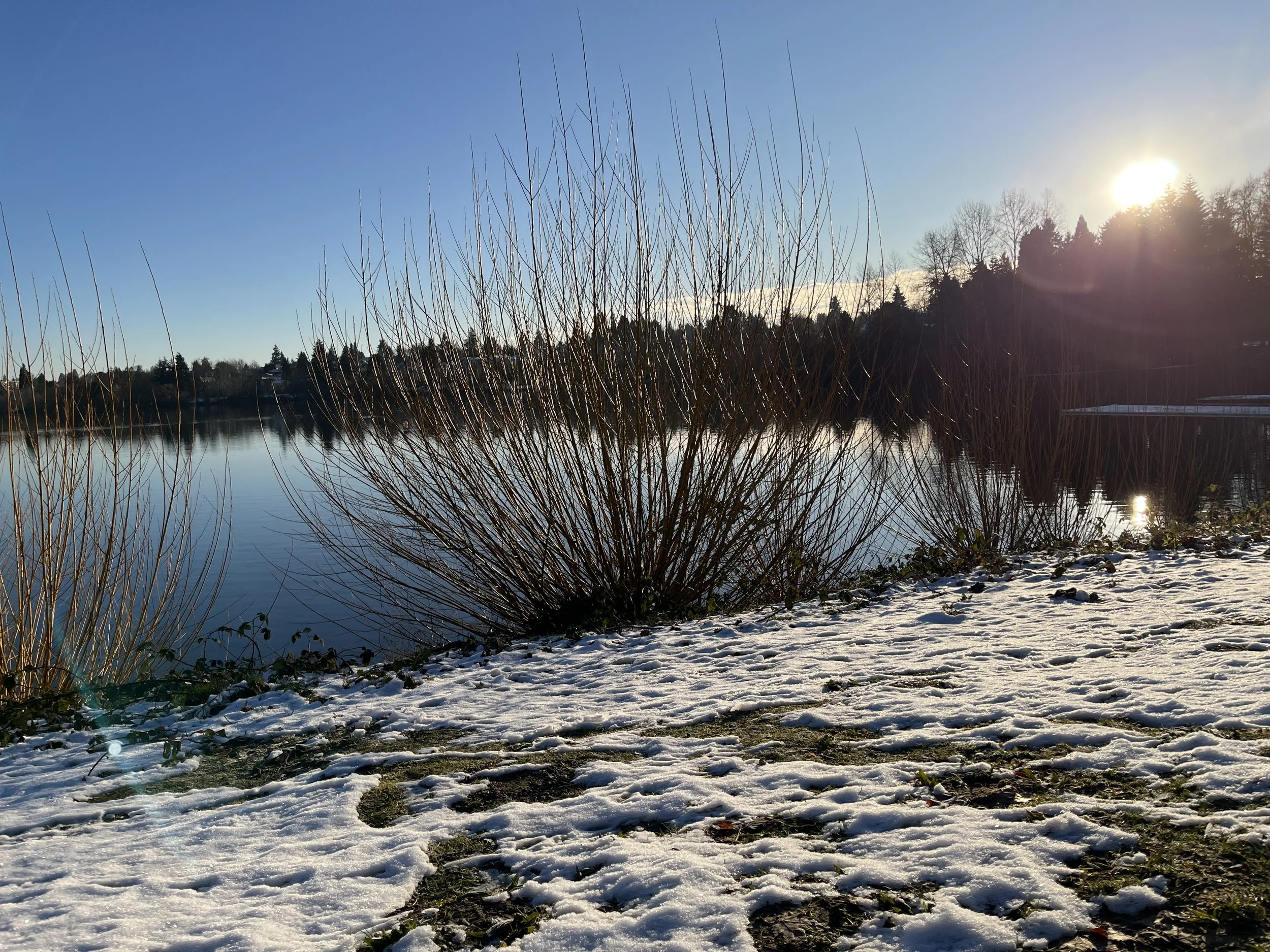 Our collective social dementia