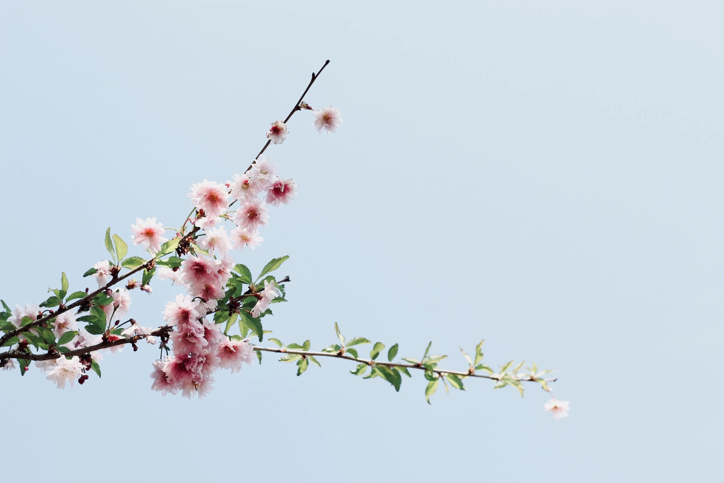 Bullying: How to Recognise, Respond & Recover