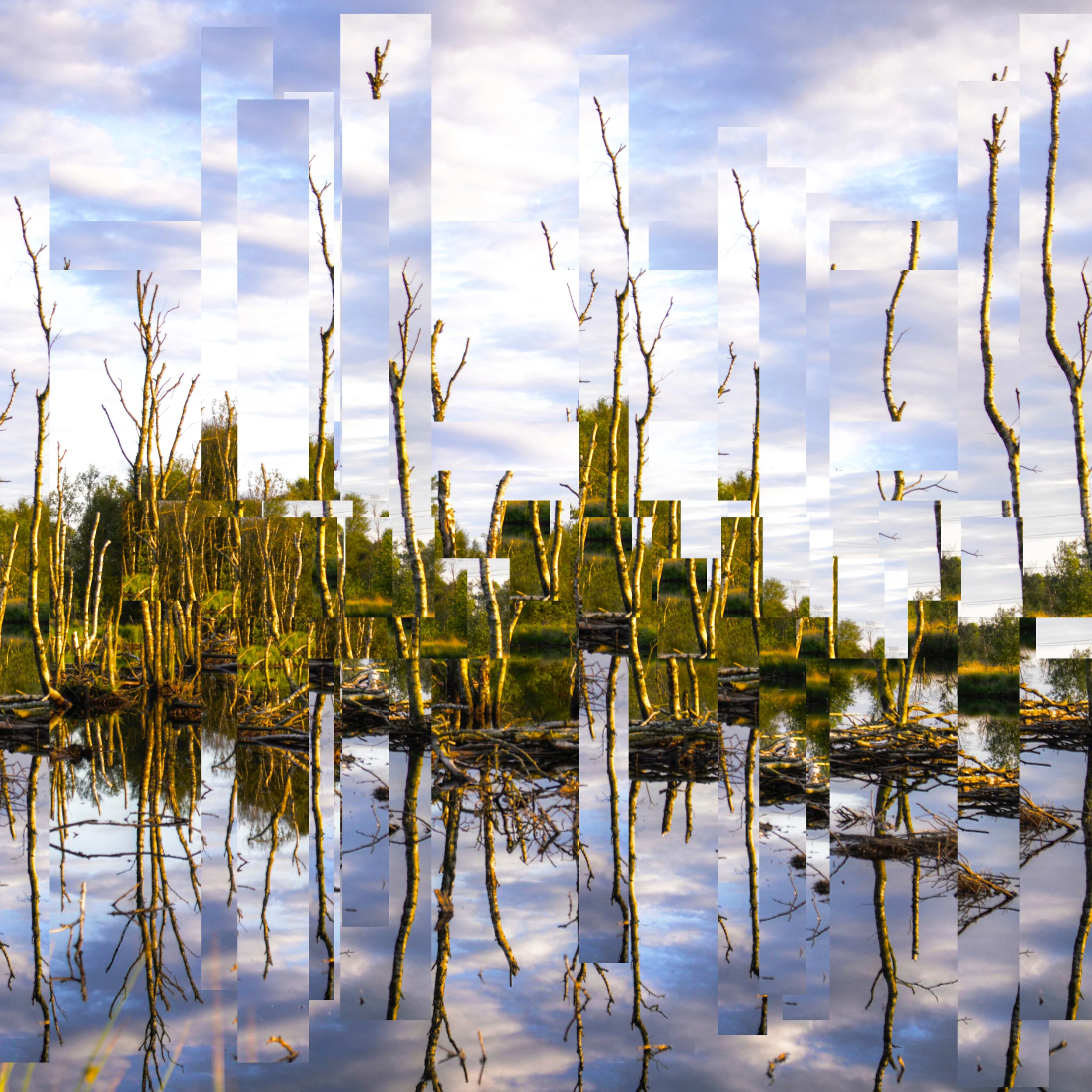 Where Trees Stand in Shallow Water