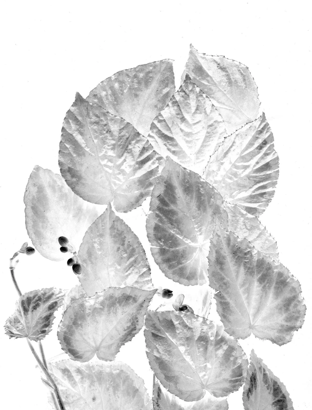 Solos and Improvisations