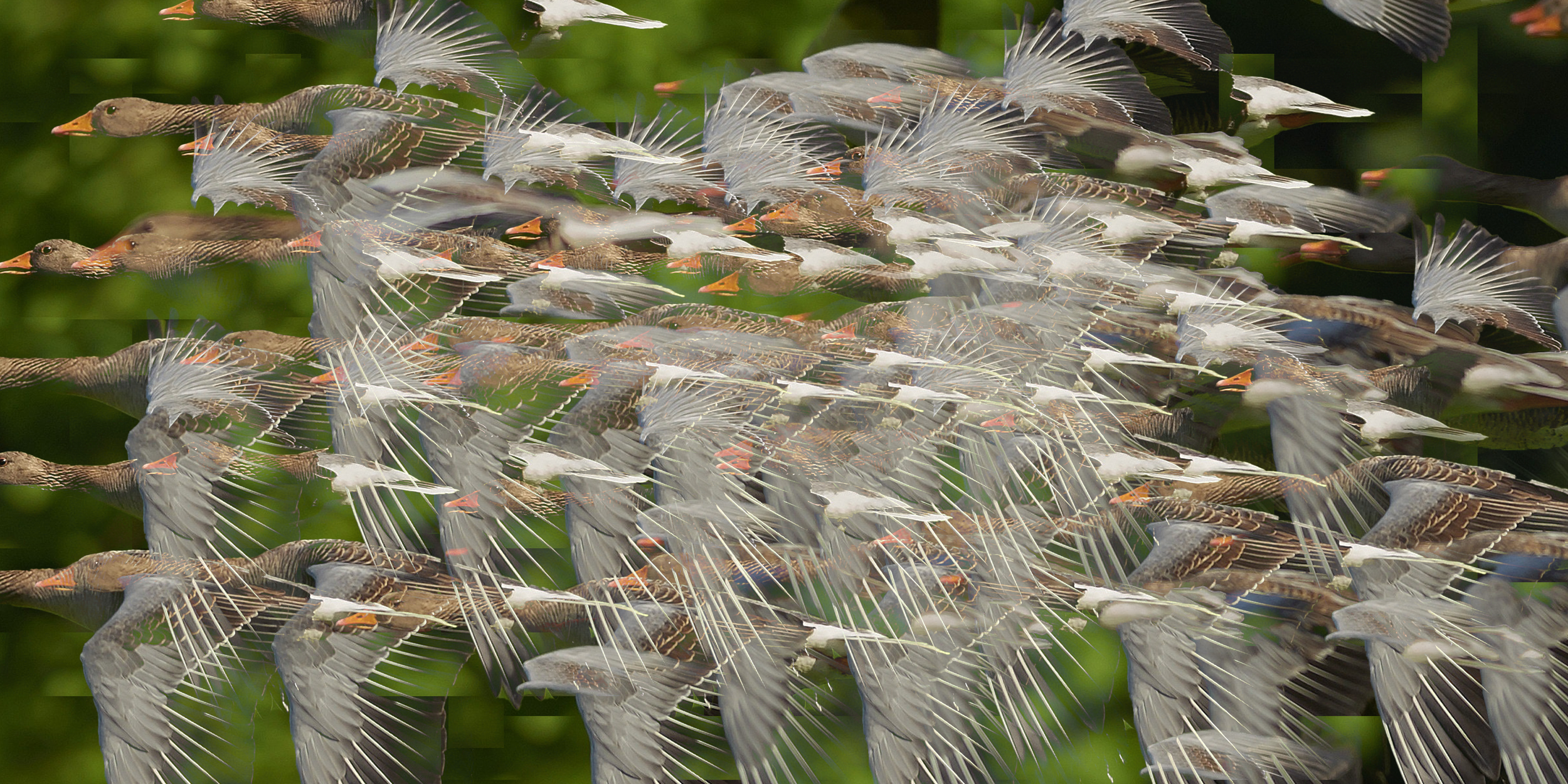For the Birds