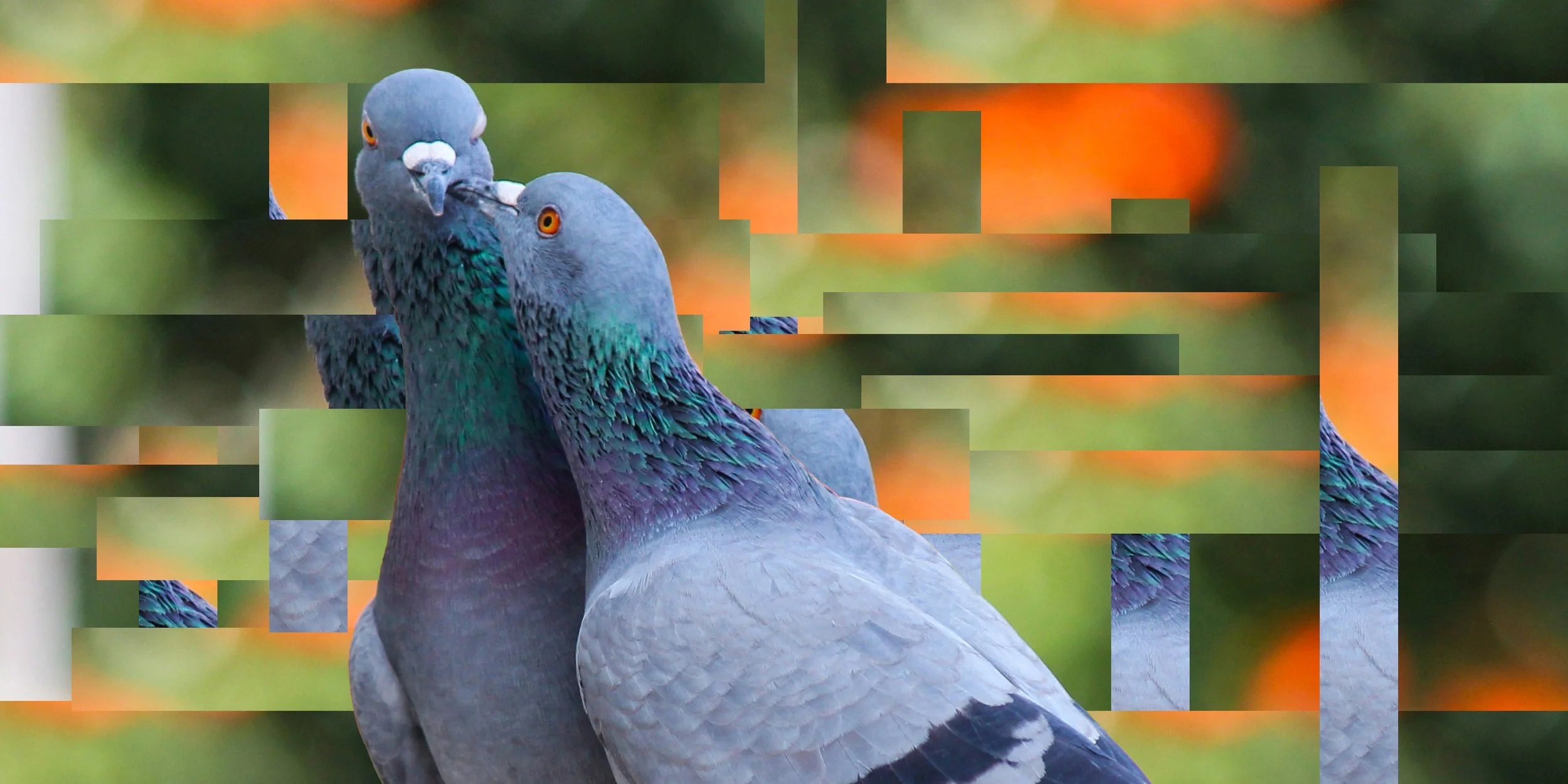 Rhythm in the Birds