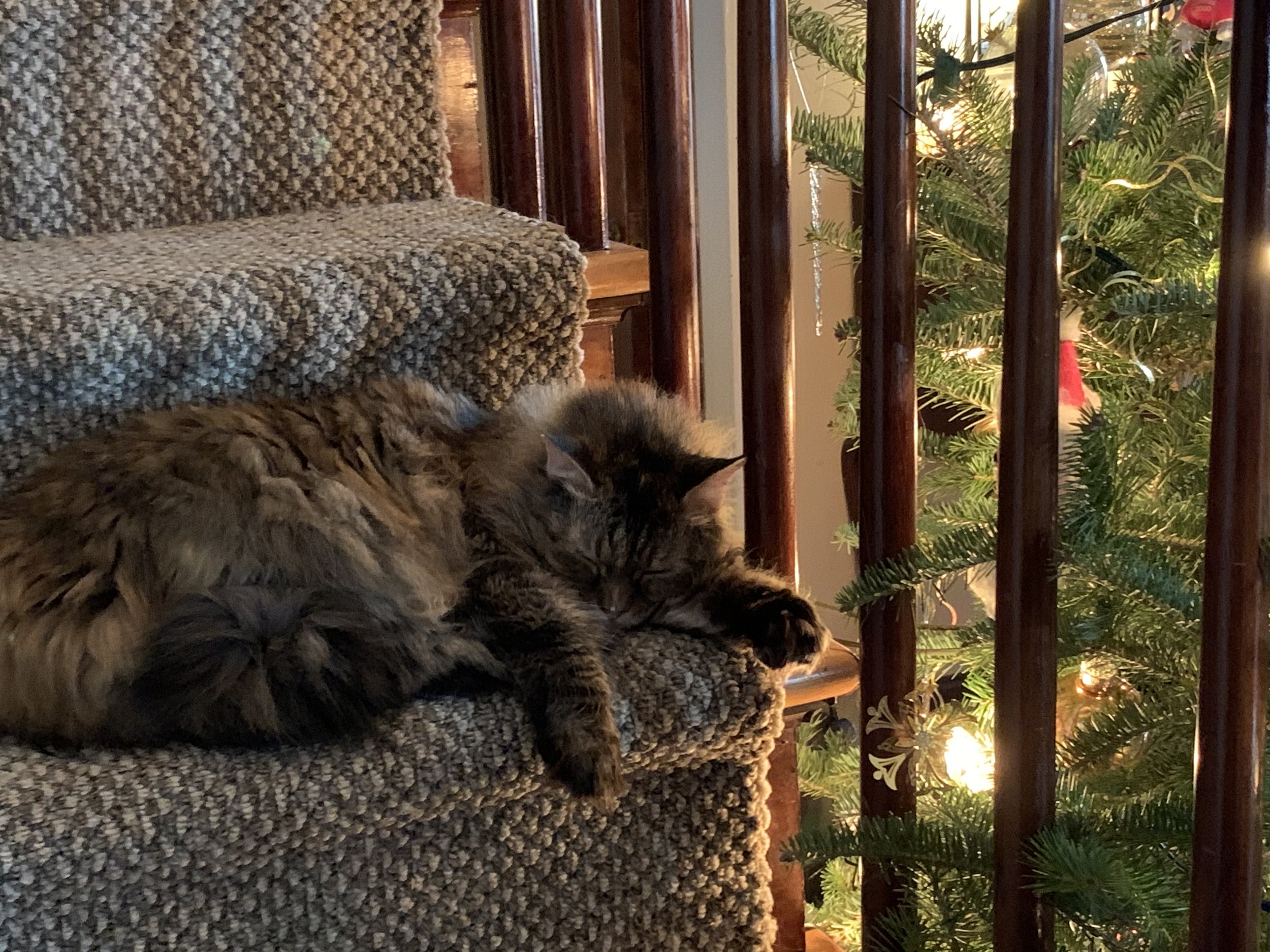 Bella Christmas IMG_6752.jpeg