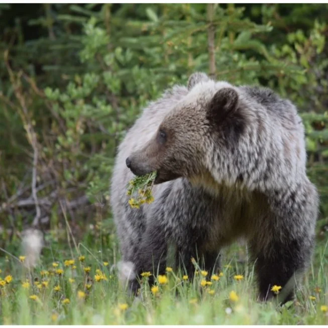 Bear Spray Gone Astray