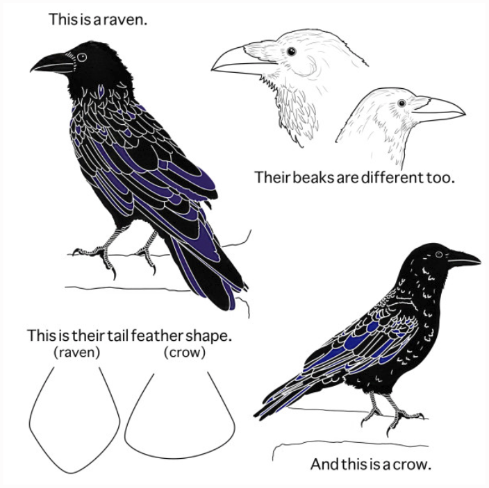Crow Raven разница. Ворон и ворона разница. Хвост вороны. Raven птица.