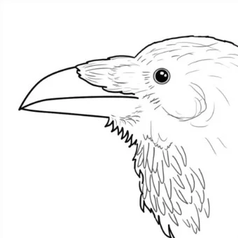 What's the Difference Between a Raven and a Crow?