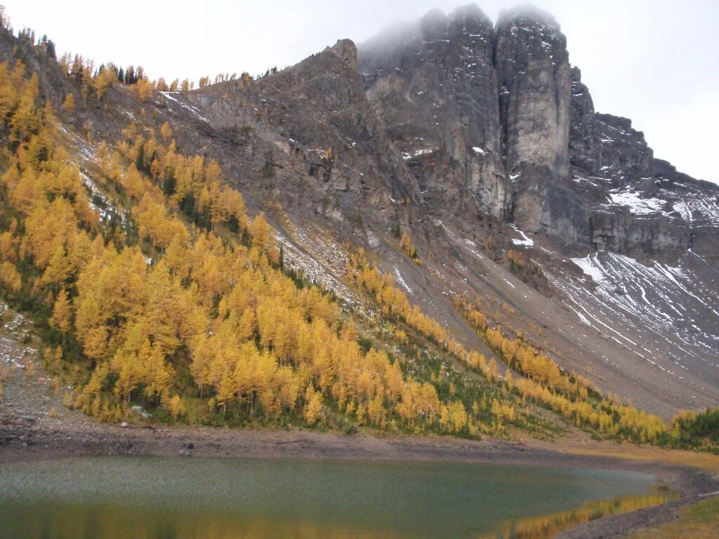 Larch trees in the Canadian Rockies