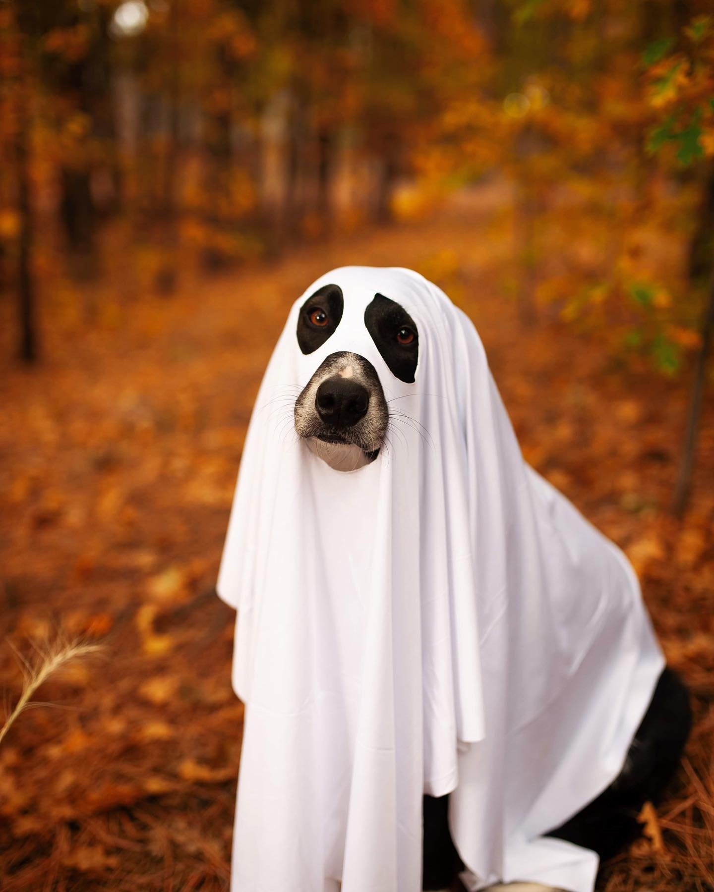 Have a fa-boo-lous Halloween!
👻