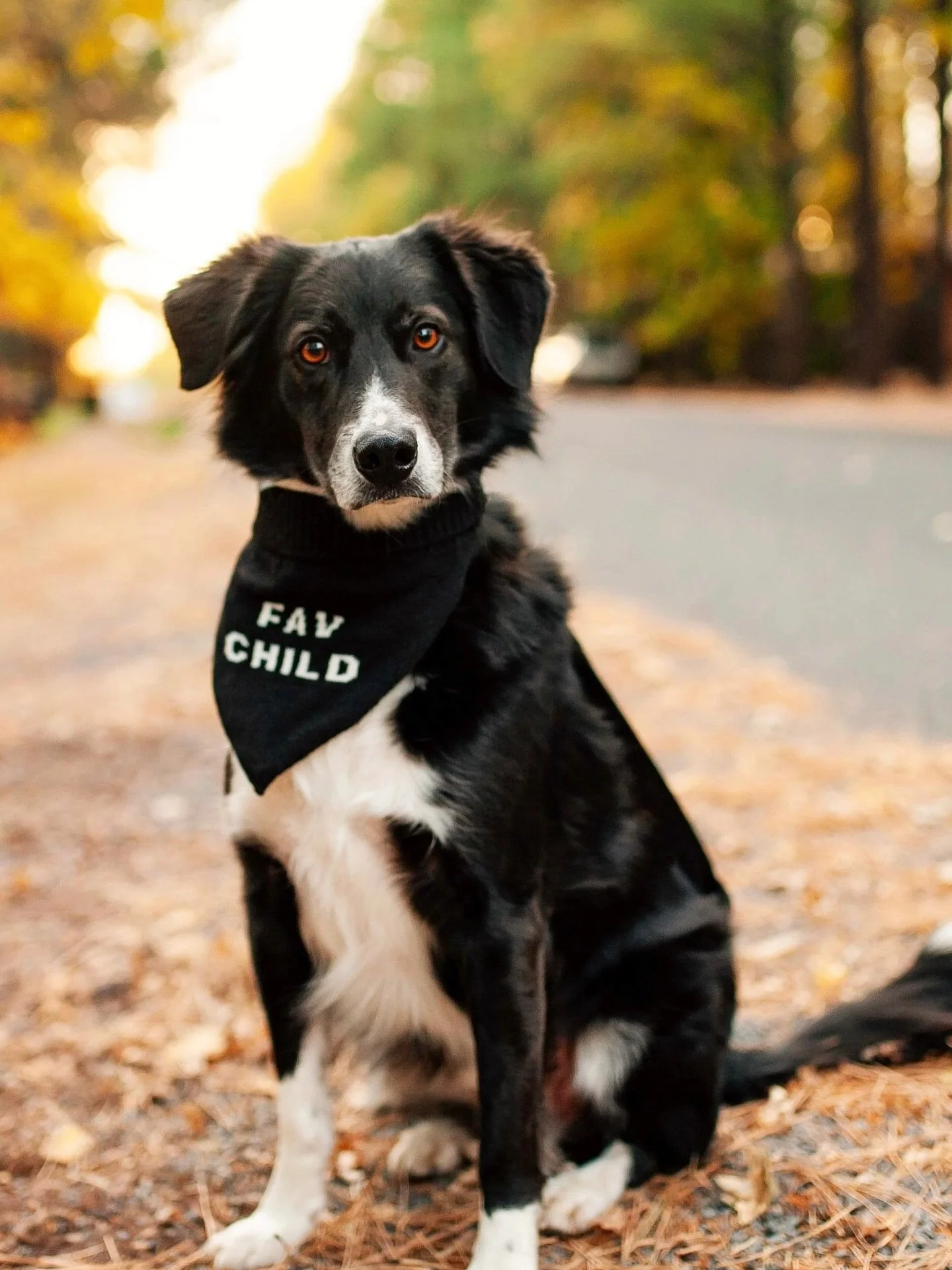 Happy &ldquo;gotcha day&rdquo; to my guy!
🖤🤍