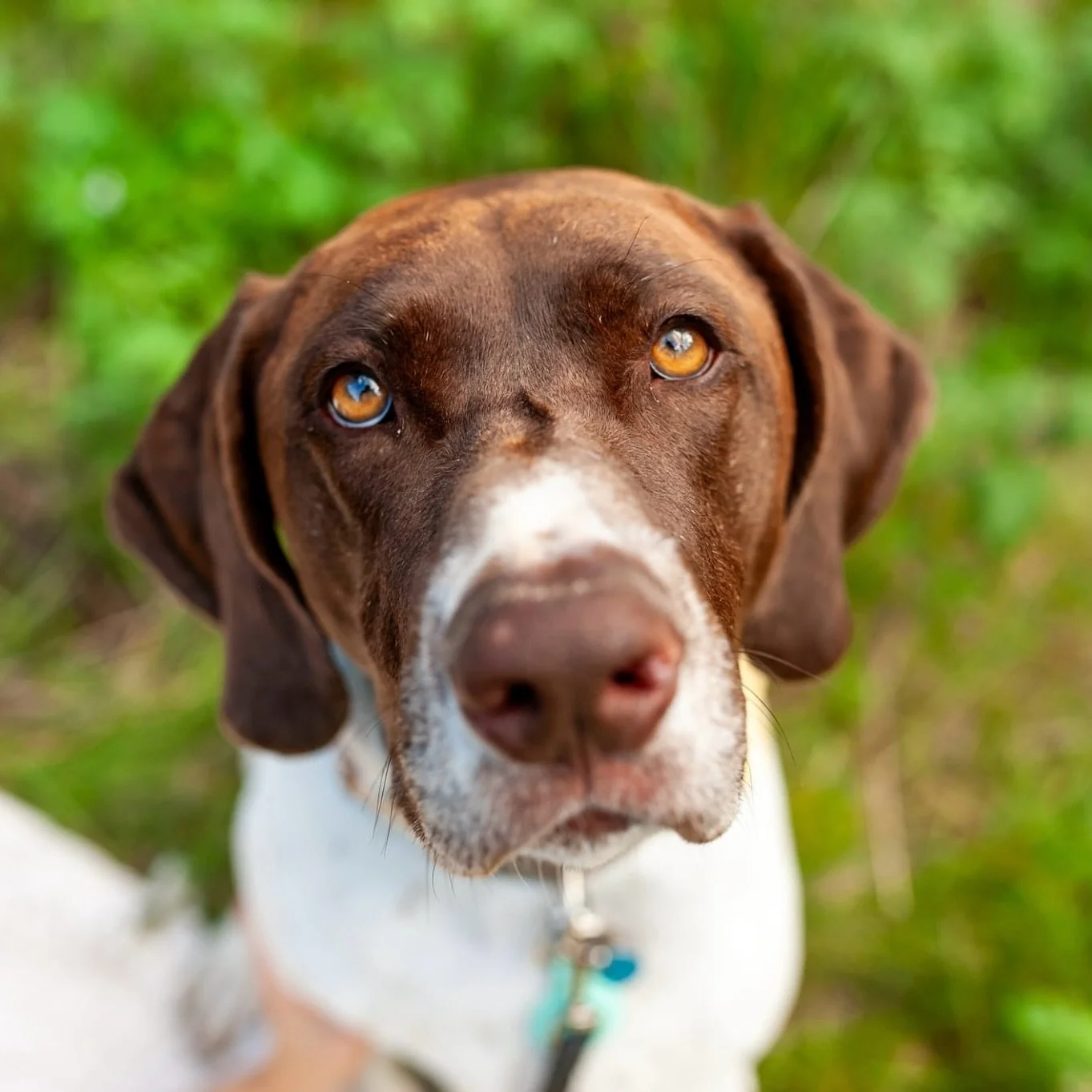 I might be delulu, but I swear this pup remembers me and I love getting to photograph him with his family! 
🐶