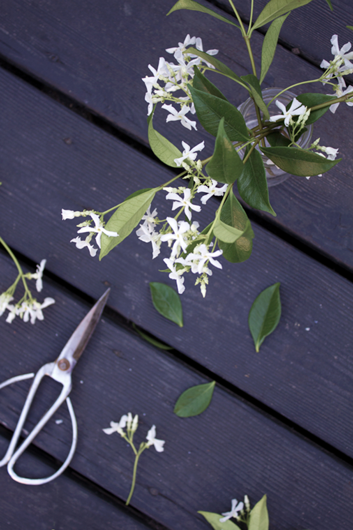 StillLife_Jasmine.jpg