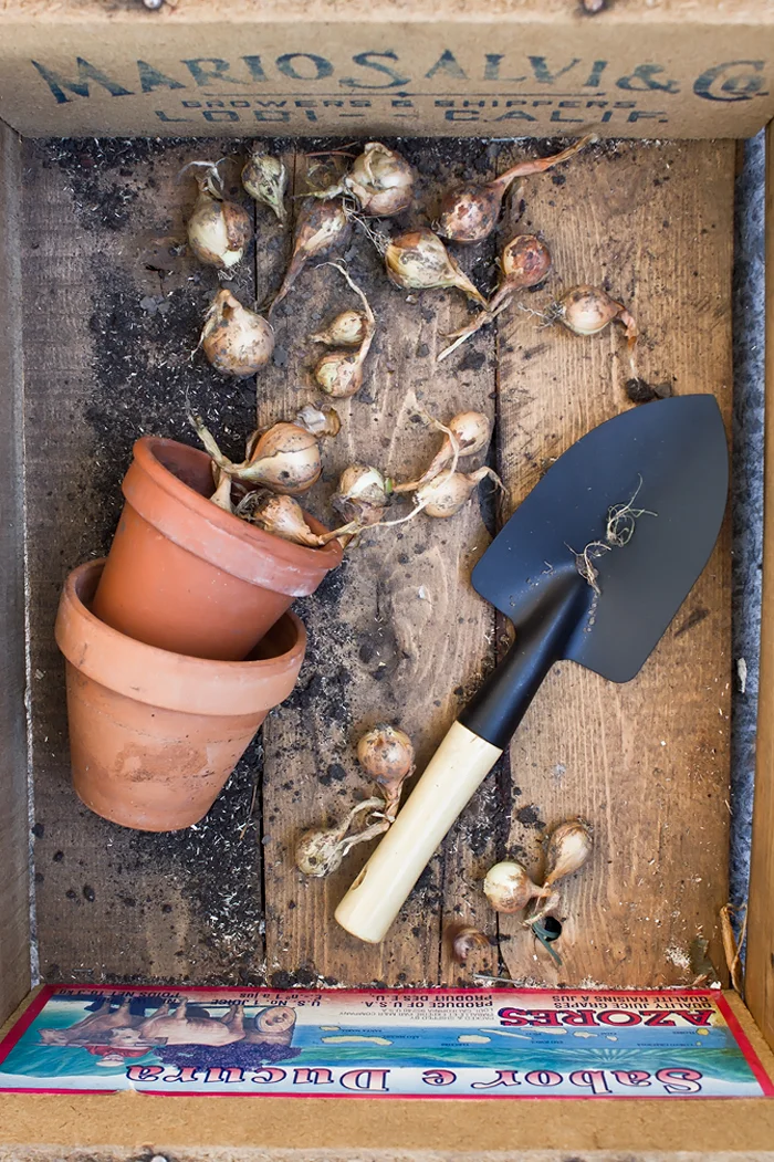 StillLife_Onions.jpg