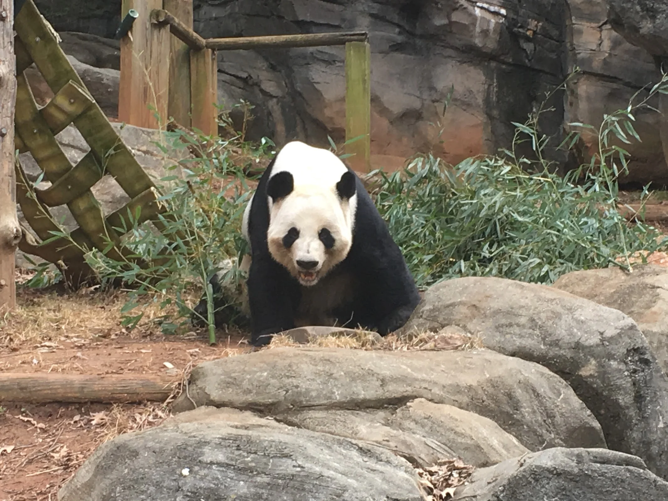 Let's Have a Peachy Time in Atlanta 