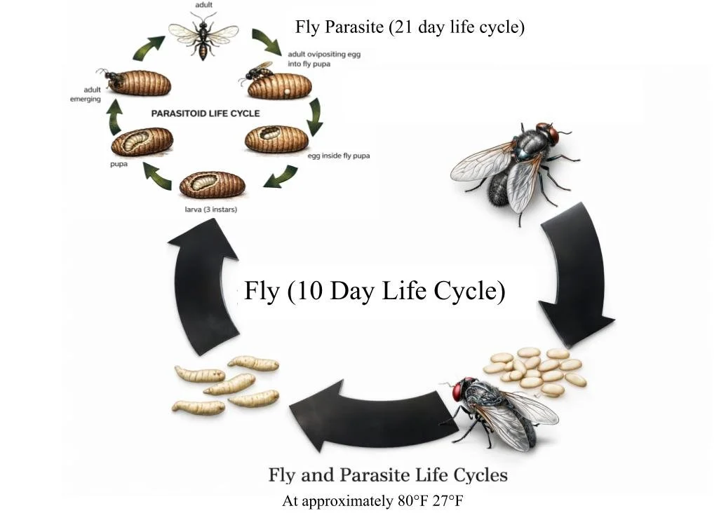 How Long Is A Life Cycle Of A Fly