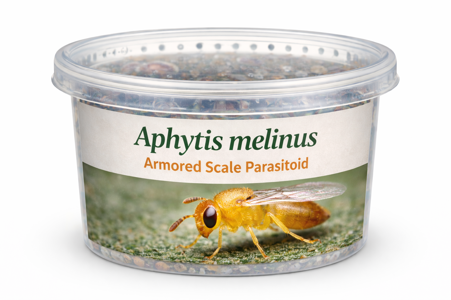 Aphytus container.png