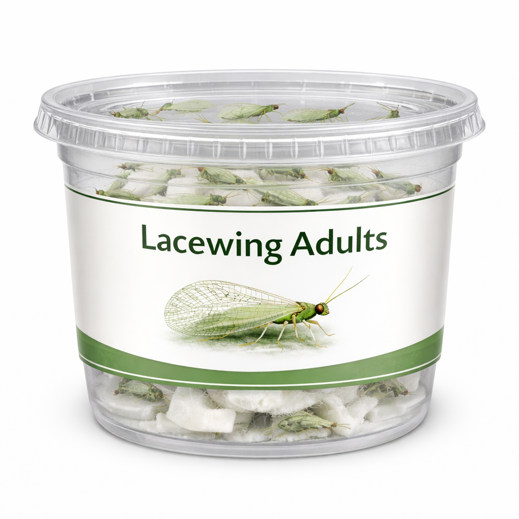 Lacewing Adults.png