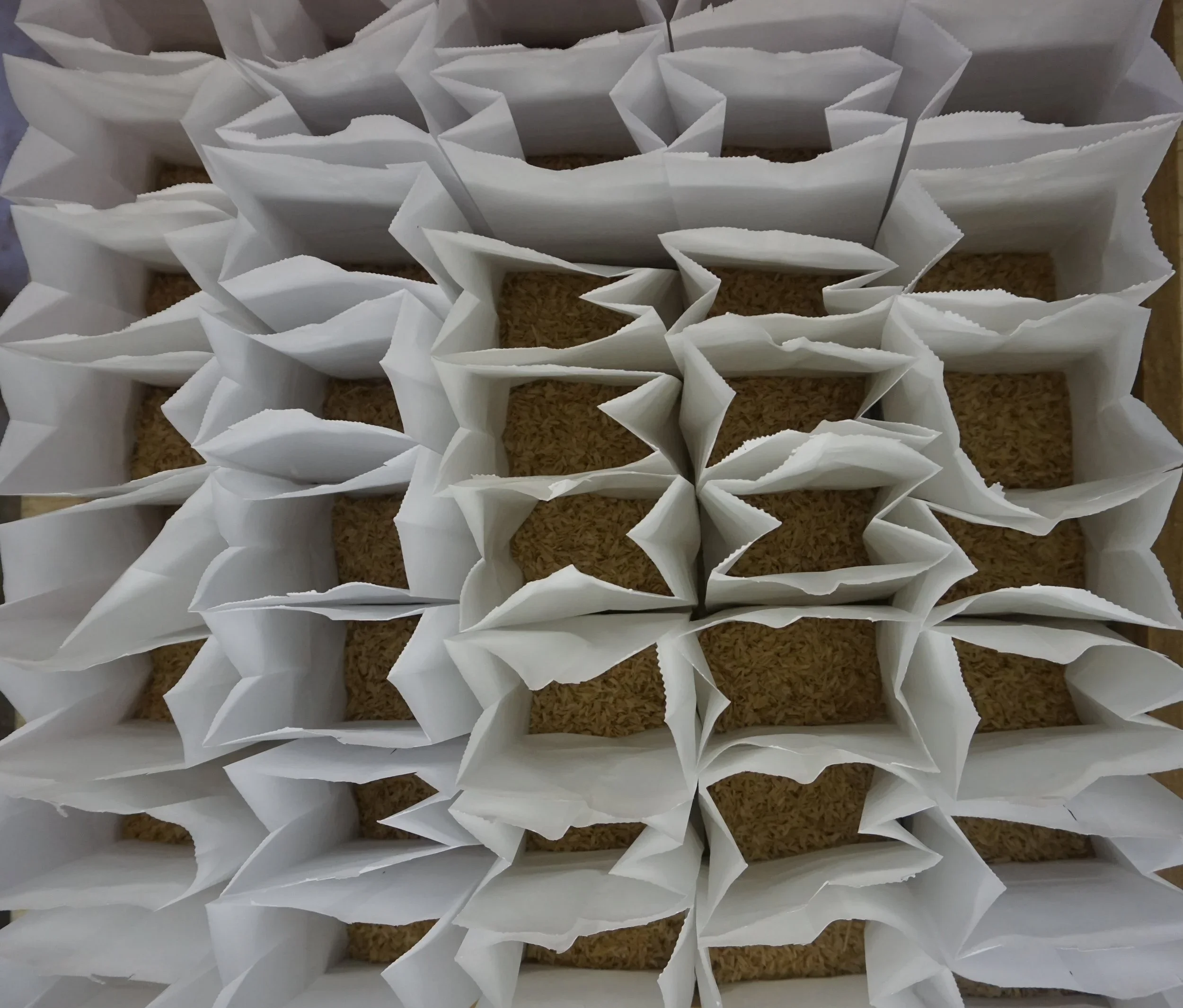 Lacewing Eggs in Bags.webp