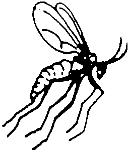 aphidoletes.gif