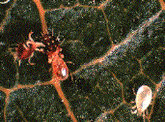 AMBLYSEIUS FALLACIS