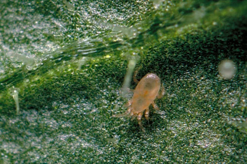 Neoseiulus californicus