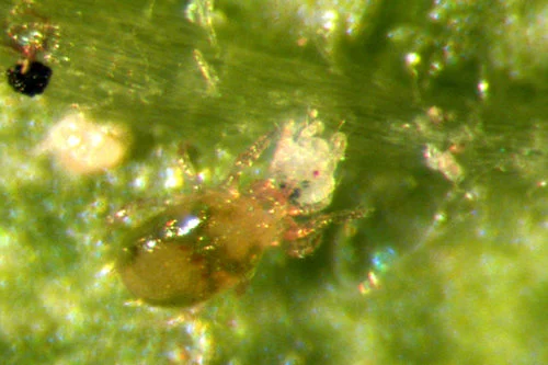 Amblyseius andersoni