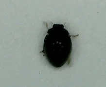 Stethorus punctum