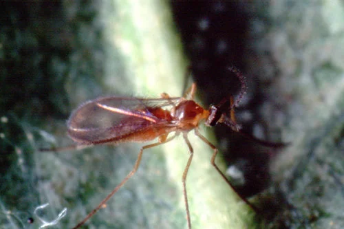 Feltiella acarisuga