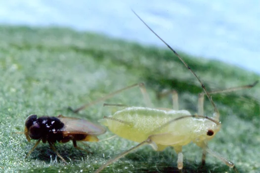 Aphelinus abdominalis