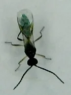 Aphidius colemani
