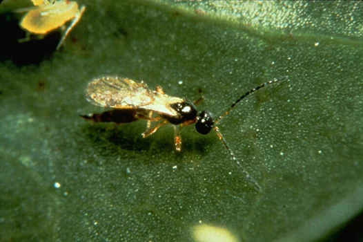 Aphidius matricariae