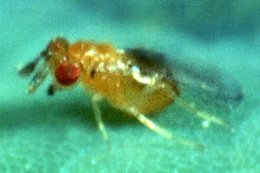 Trichogramma platneri