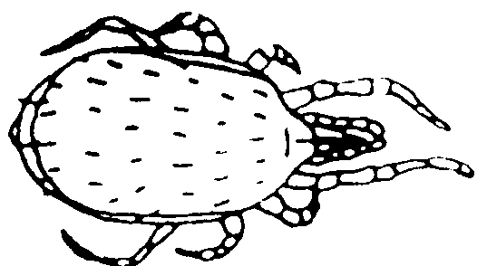 pred+mite1.gif