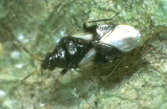 Orius insidiousus - Minute Pirate Bug