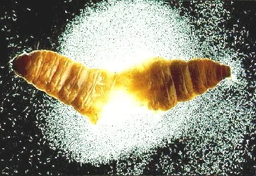 Heterorhabditis bacteriophora (Beneficial nematode)