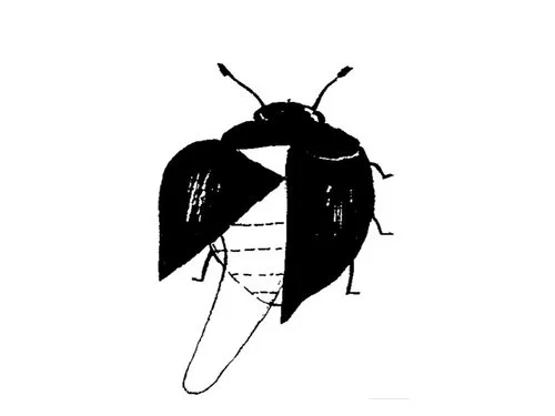 Delphastus catalinae