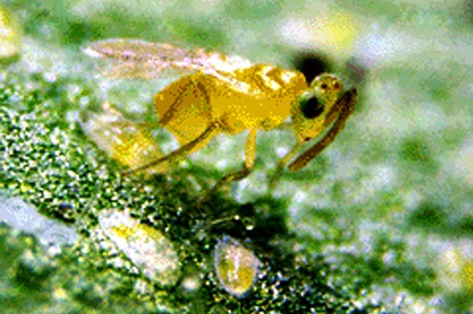 Eretmocerus californicus