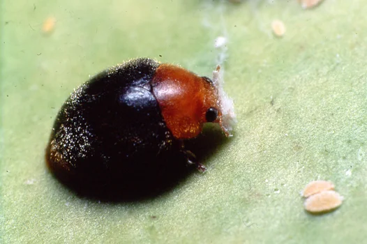 Cryptolaemus montrouzieri
