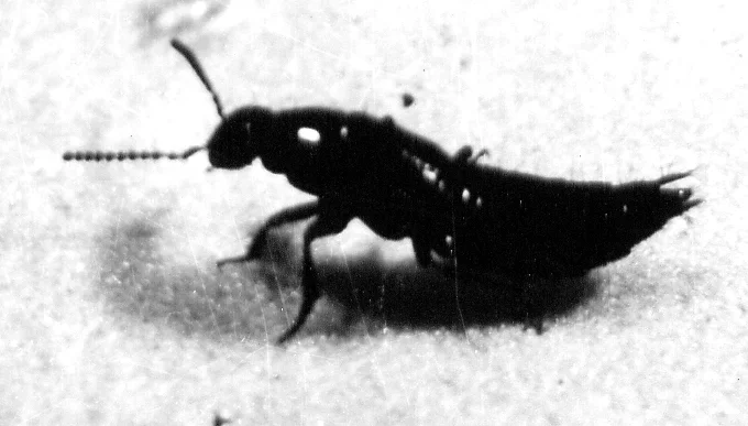 Atheta (Rove Beetle)