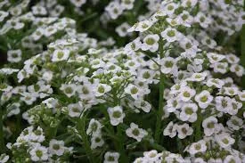 Alyssum Seed
