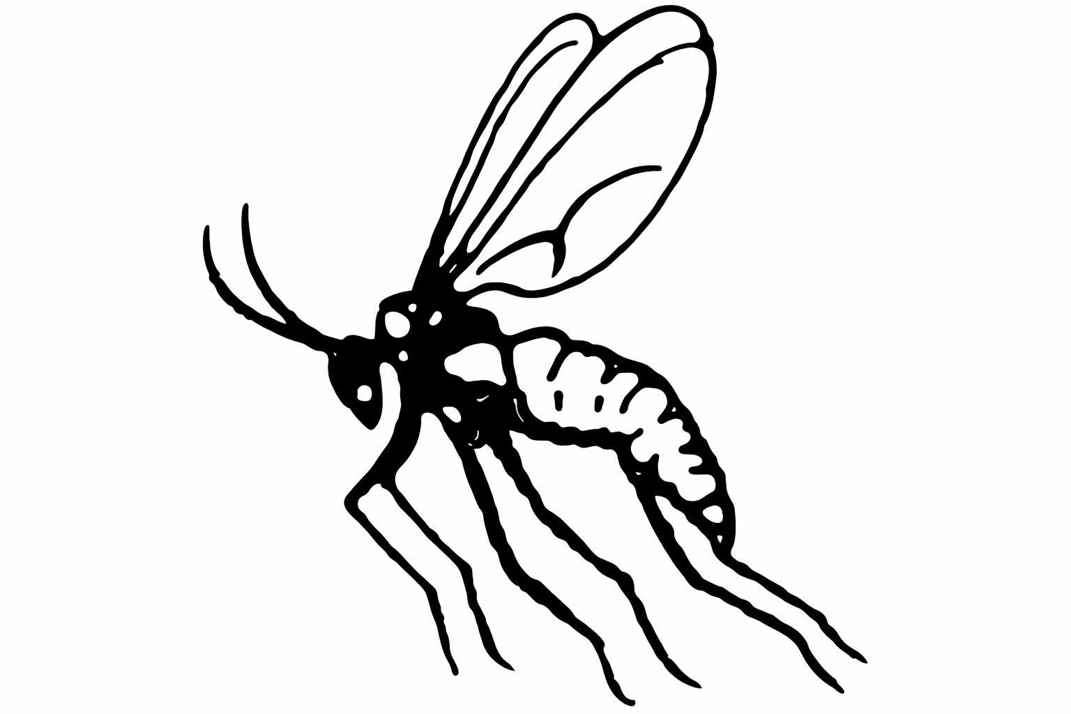 aphidoletes drawing.png