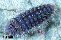 image006.gif